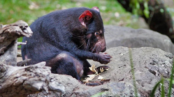 Closeup of cute Tasmanian Devil, Australia, disappearing species