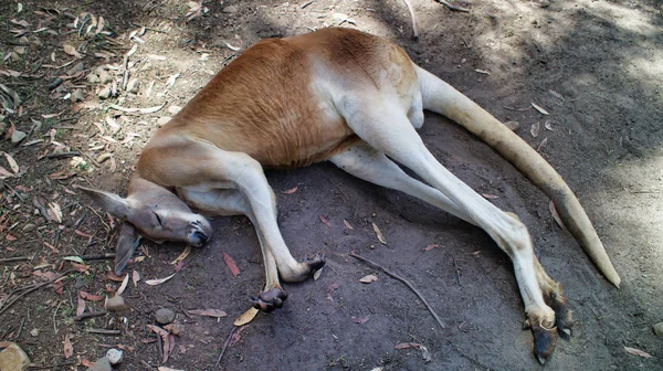 Egy Aranyos Kenguru Fektetése Alszik Homokon Queensland Ausztrália — Stock Fotó