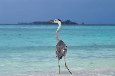 Maafushi Adası Maldivler yakınlarındaki Maldivler beyaz plajda Güzel ot