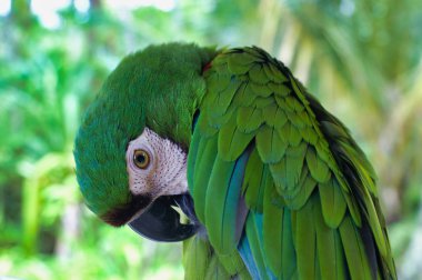 Sevimli yeşil macaw papağan Ara yakın