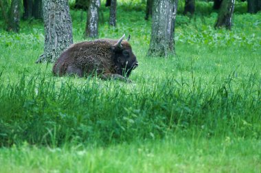 Polonya ormanda büyük wilde Lehçe bizon zubr.