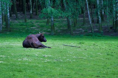 Tarlada yatan siyah boğa, yeşil çimenler, huş ağaçları