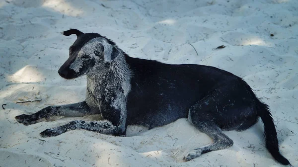 Bir plajda kum üzerinde yatan kürk üzerinde kum ile bir köpek, Koh Rong Adası, Kamboçya