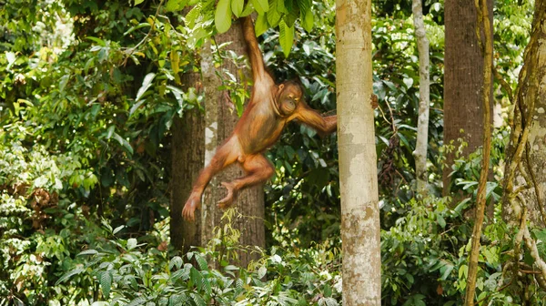 Orangutan ağaçlara tırmanma, Borneo, Malezya, Sepilok.