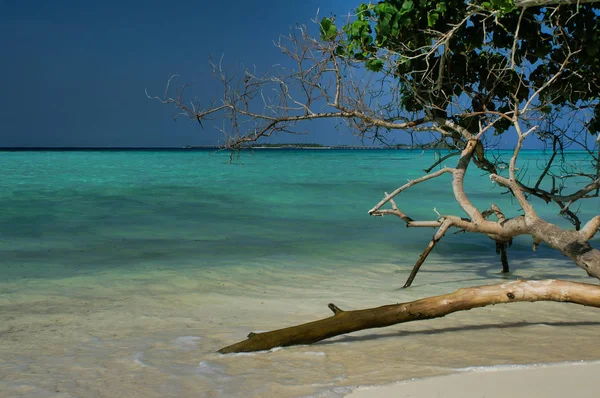 Деревья Мальдив Острове Мафуси — стоковое фото