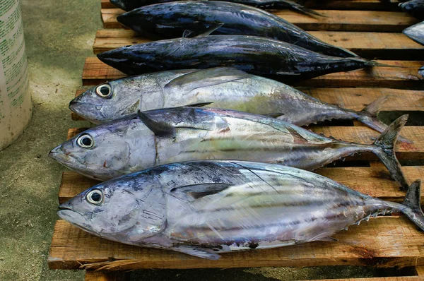 Maafushi Adası Maldivler balık pazarında ahşap palet üzerinde Bigeye orkinoslar