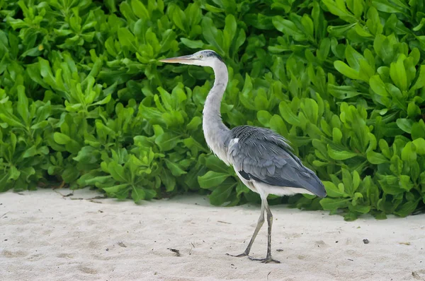 Maafushi Adası Maldivler yakınlarındaki beyaz plajda güzel yürüyüş heron Closeup