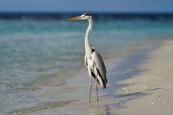 Maafushi Adası Maldivler yakınlarındaki Maldivler beyaz plajda güzel ot Closeup