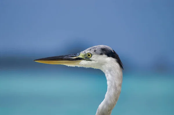 Gros Plan Tête Beau Héron Sur Plage Blanche Près Île — Photo