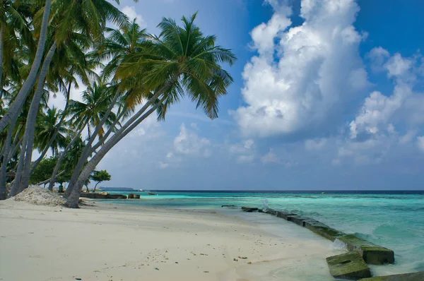 Maafushi Adası Maldivler palmiye ağaçları