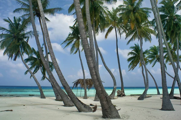 Palme Baracca Sull Isola Maafushi Maldive — Foto Stock