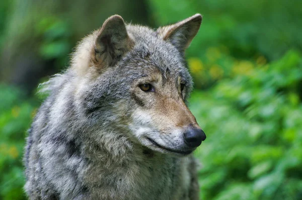 Närbild Vild Grå Varg Polsk Skog — Stockfoto