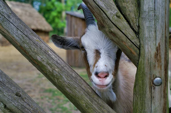 Cute Goat between wooden rungs, closeup