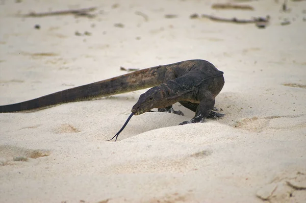 Huge 2 meters reptile varan lizard protruding tongue on a beach asian island is looking for food.