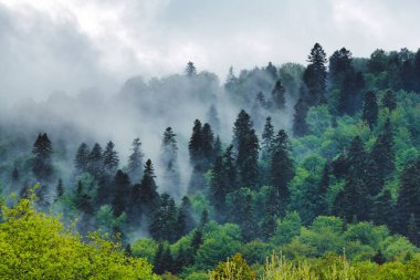 İlkbaharda Karpat ormanlarının ve dağların olağanüstü panoramik manzarası. Sabah sisiyle kaplı ağaç tepeleri. Bieszczady, Polonya.