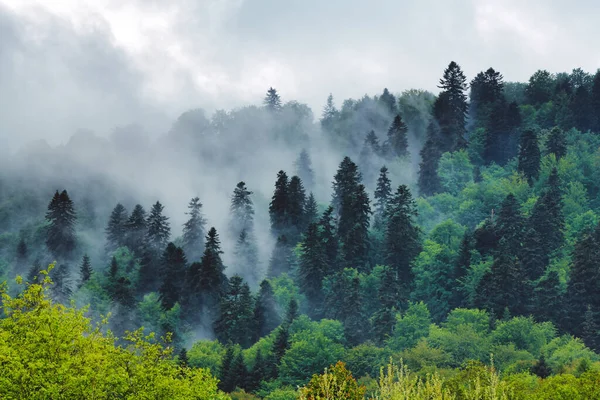 İlkbaharda Karpat ormanlarının ve dağların olağanüstü panoramik manzarası. Sabah sisiyle kaplı ağaç tepeleri. Bieszczady, Polonya.