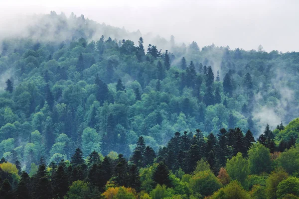 Karpat ormanı ve dağlarının olağanüstü panoramik manzarası Bieszczady Polonya. Baharda Karpat ormanları ve dağlarının 8k panoramik manzarası. Sabah sisi ile kaplı ağaç tepeleri. Bieszczady, Polonya.