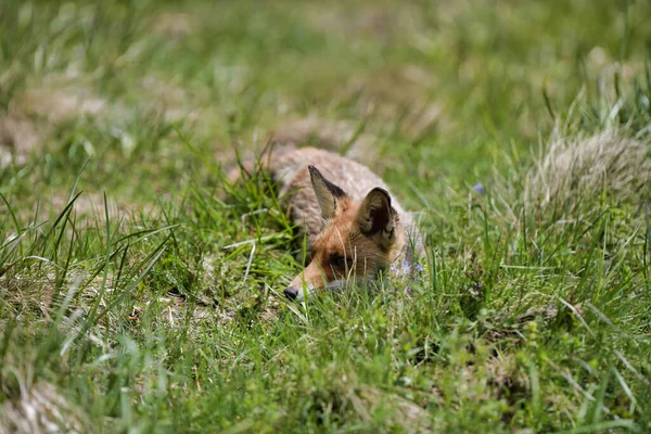 Kızıl Tilki Vulpes Vulpları Çimenlerde Avlanıyor Karpatya Vadisi Bieszczady Polonya — Stok fotoğraf