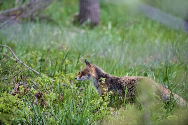 Kızıl Tilki Vulpes Vulpları Çimenlerde Avlanıyor Karpatya Vadisi Bieszczady Polonya — Stok fotoğraf