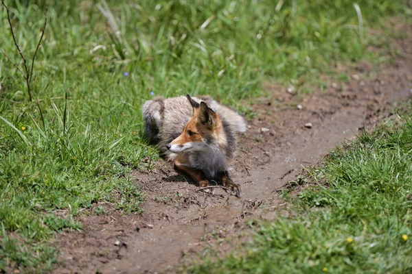 Zorro Rojo Vulpes Vulpes Sentado Cerca Pequeño Charco Wide Shot — Foto de Stock