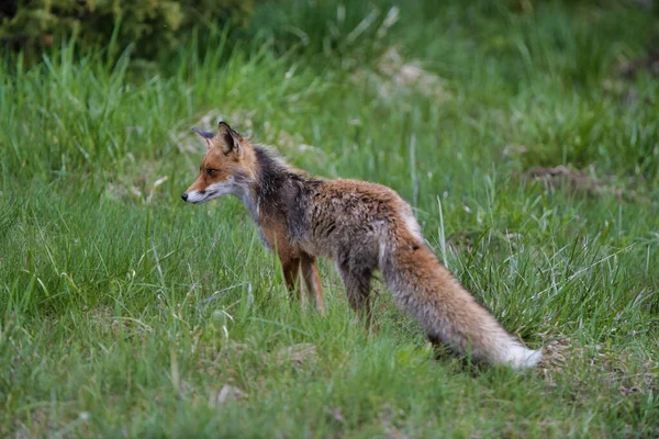 Červená Liška Vulpes Vulpes Loví Trávě Široký Záběr Karpatské Údolí — Stock fotografie