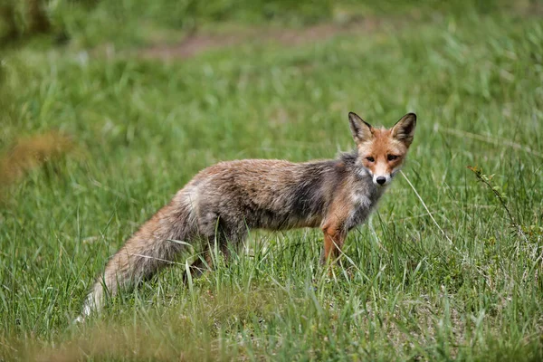 Renard Roux Vulpes Vulpes Debout Dans Herbe Regard Envoûtant Vallée — Photo