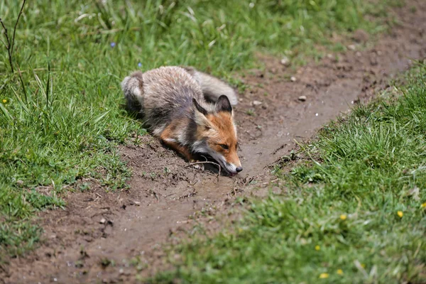 Rode Vos Vulpes Vulpes Drinkwater Uit Plas Breed Schot Karpaten — Stockfoto