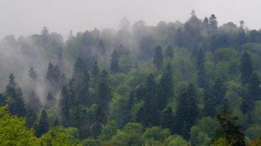 Karpat ormanı ve dağlarının olağanüstü panoramik manzarası Bieszczady Polonya.
