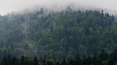 Karpat ormanı ve dağlarının olağanüstü panoramik manzarası Bieszczady Polonya.