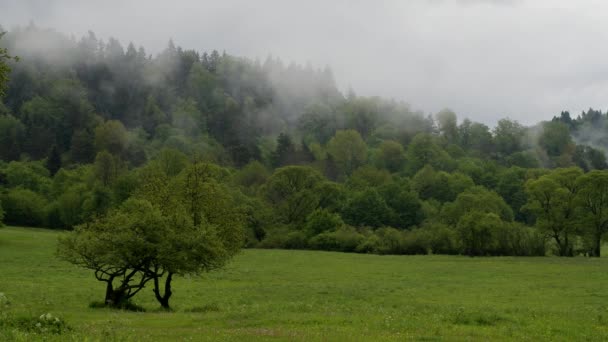 Wybitny widok na karpacki las i góry Bieszczady Polska. — Wideo stockowe