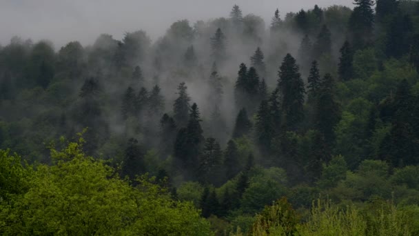 Wybitny widok na karpacki las i góry Bieszczady Polska. — Wideo stockowe