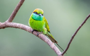 Bir dal üzerinde oturan yeşil arı kuşugiller