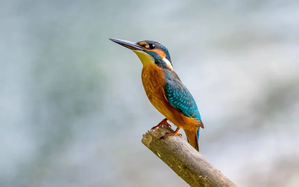 Eisvogel Sitzt Auf Dem Ast — Stockfoto