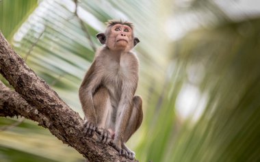 Miğfer makak Macaca sinica endemik Sri Lanka, nerede rilewa veya rilawa olarak bilinen bir kızıl kahverengi renkli eski dünya maymun olduğunu