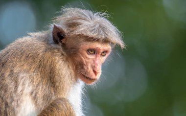 Miğfer makak Macaca sinica endemik Sri Lanka, nerede rilewa veya rilawa olarak bilinen bir kızıl kahverengi renkli eski dünya maymun olduğunu 