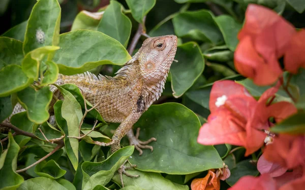 The oriental garden lizard, eastern garden lizard or changeable lizard Calotes versicolor is an agamid lizard found widely distributed in indo-Malaya. It has also been introduced in many other parts of the world.