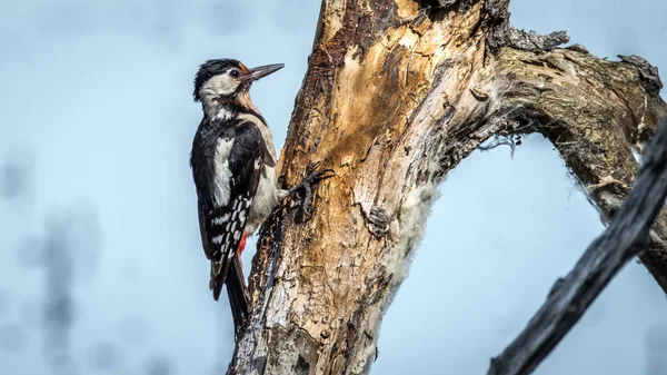 Büyük Benekli Ağaçkakan Yetişkin Büyük Benekli Ağaçkakan Dendrocopos Büyük Bir — Stok fotoğraf