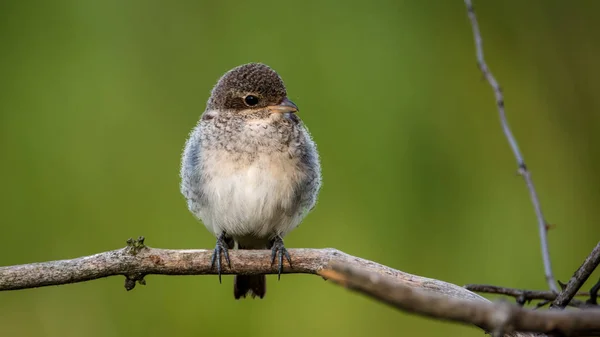 Shrike Apoiado Vermelho Lanius Collurio Jovem Lanius Collurio Uma Ave — Fotografia de Stock