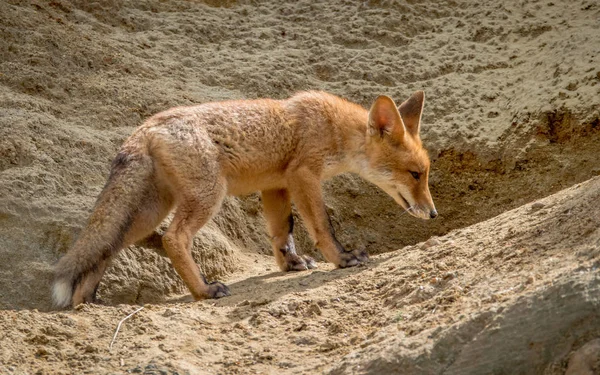 Young Red Fox Sandy Slope — Stock Photo, Image