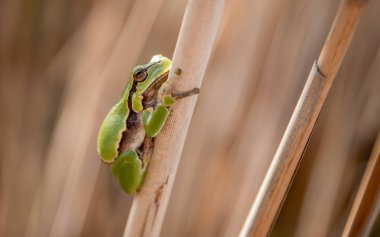 Avrupa ağaç kurbağası Avrupa, Asya ve Afrika parçası bulunan küçük bir ağaç kurbağası olduğunu.