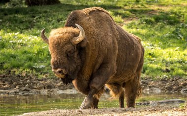 Avrupa bison, Avrupa ahşap bizon veya wisent olarak da bilinir