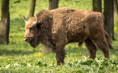 Avrupa bison, Avrupa ahşap bizon veya wisent olarak da bilinir