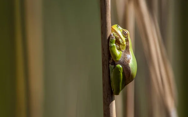 Árvore Europeia Uma Pequena Arbórea Encontrada Europa Ásia Parte África — Fotografia de Stock