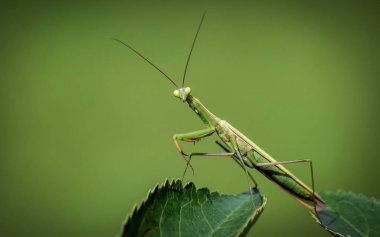 Avrupa mantis veya peygamber devesi, mantis bileğinde