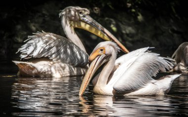 Büyük Doğu beyaz Pelikan, pembe pelikan veya beyaz Pelikan da bilinen Pelikan beyaz