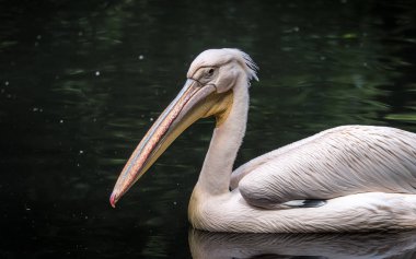 Büyük Doğu beyaz Pelikan, pembe pelikan veya beyaz Pelikan da bilinen Pelikan beyaz