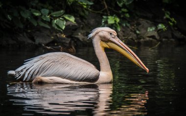 Büyük Doğu beyaz Pelikan, pembe pelikan veya beyaz Pelikan da bilinen Pelikan beyaz