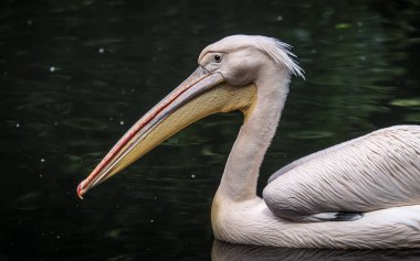 Büyük Doğu beyaz Pelikan, pembe pelikan veya beyaz Pelikan da bilinen Pelikan beyaz
