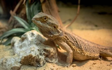 Pogona vitticeps, merkezi sakallı ejder, kurak, geniş bir Avustralya Yarıverimsiz bölgelerinde meydana gelen agamid kertenkele familyasından bir.