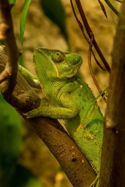 Örtülü bukalemun bir bukalemun Arap Yarımadası yerel türüdür